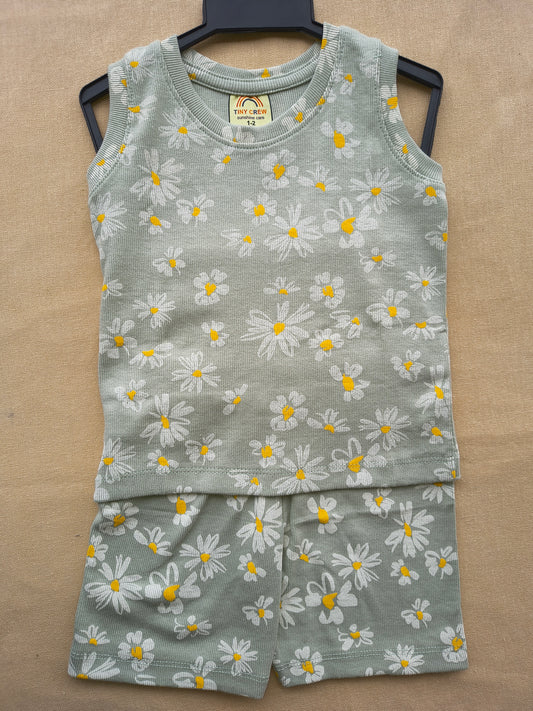 🌼Saga Daisy